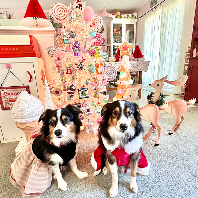 Kozuさんの実例写真