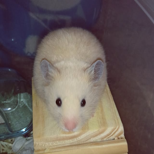 ty1188さんの実例写真
