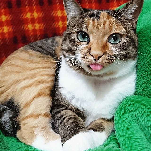 BettyMugiさんの実例写真