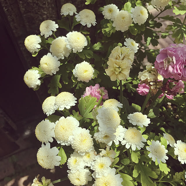 kotaさんの実例写真