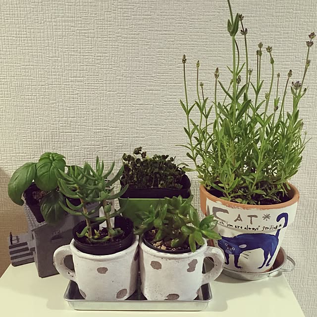 nekokoさんの実例写真