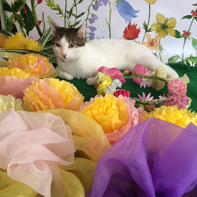 himenekoさんの実例写真