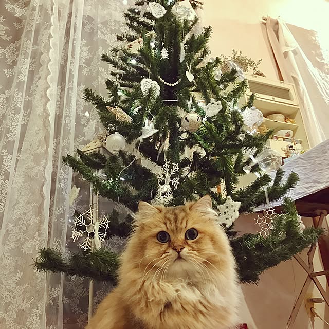 teddyさんの実例写真