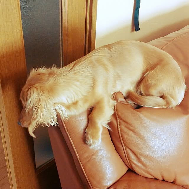 kanchanさんの実例写真