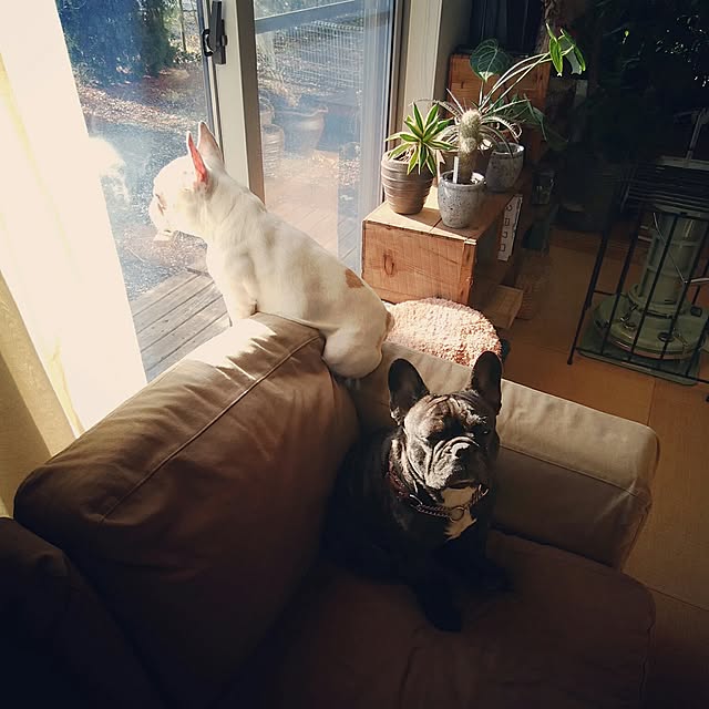 kuuuuさんの実例写真