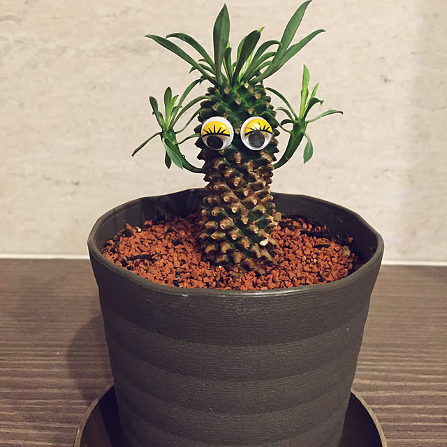 jagarikoさんの実例写真