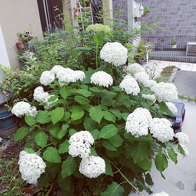 実例写真