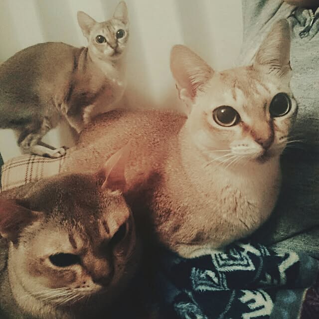 Jcさんの実例写真
