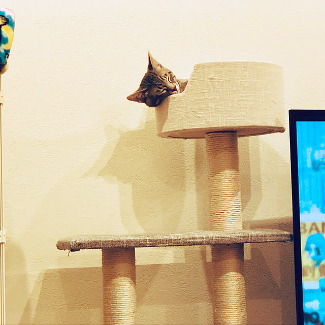 Pisaさんの実例写真