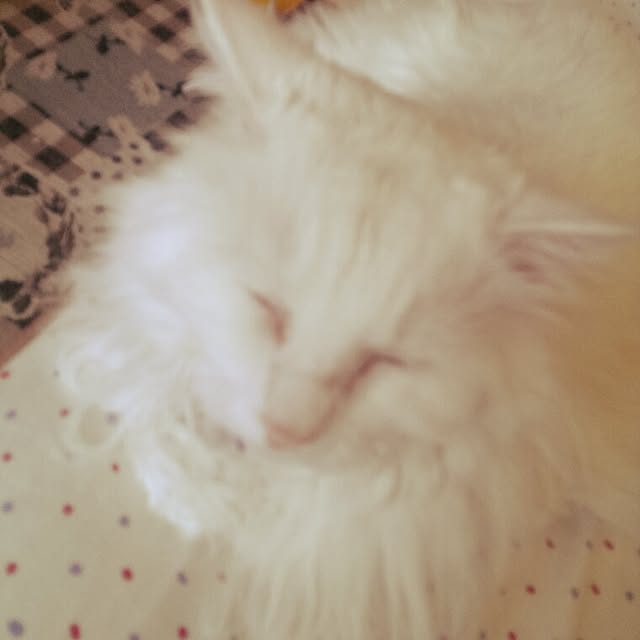 yanoさんの実例写真