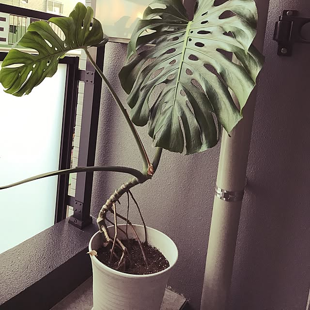 satatinさんの実例写真