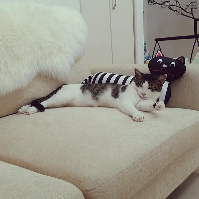 runayucoさんの実例写真