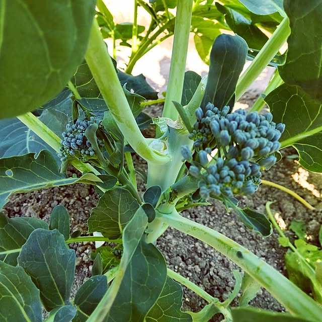 バス/トイレ/滋賀義母の家/食べてます/裏庭で野菜作り/スティックセニョール...などのインテリア実例 - 2024-05-12 08:58:12