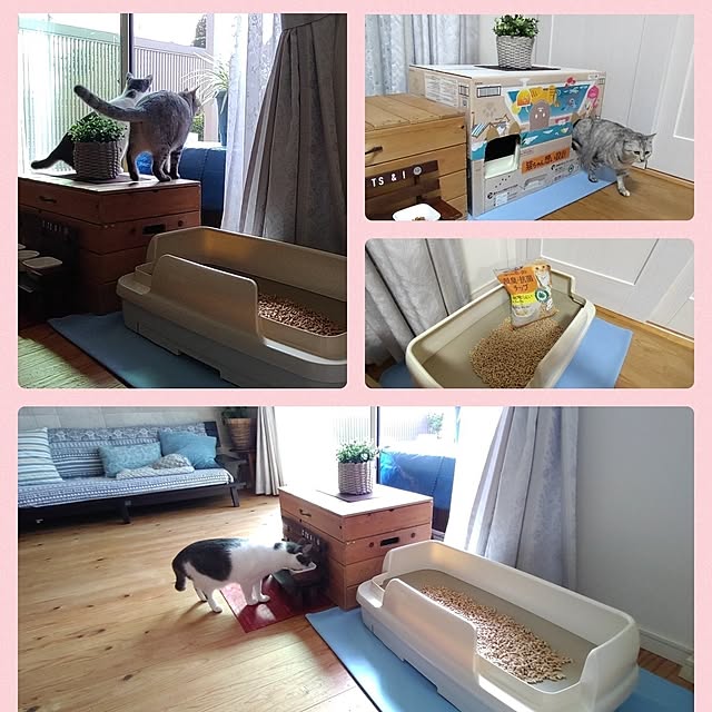 38catさんの実例写真