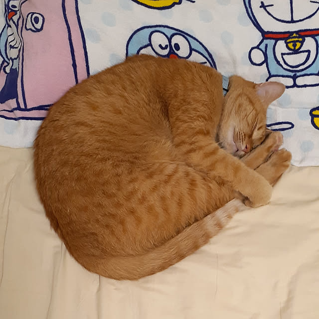 amtさんの実例写真