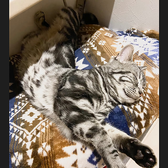 r.t.mamaさんの実例写真