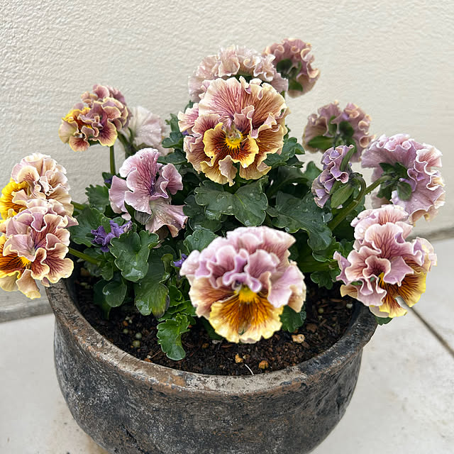 chiekoさんの実例写真