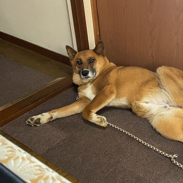 roomiさんの実例写真