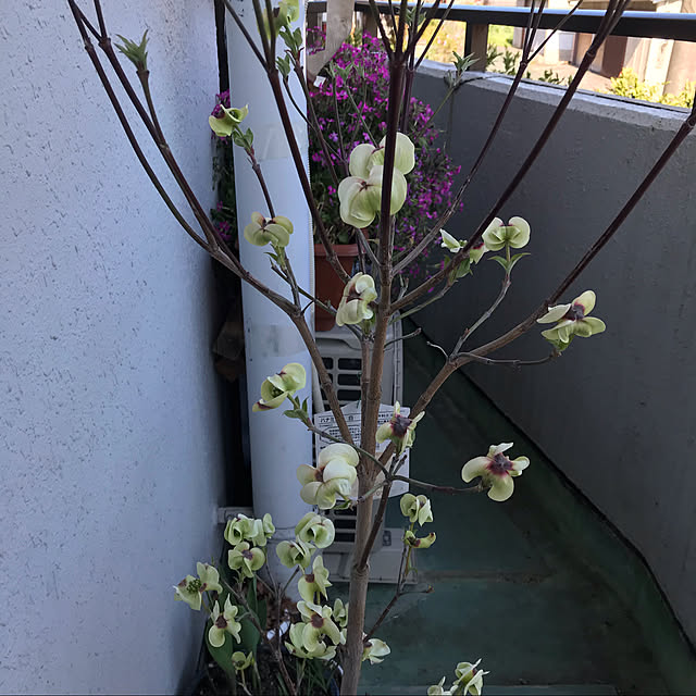 yukitamaさんの実例写真
