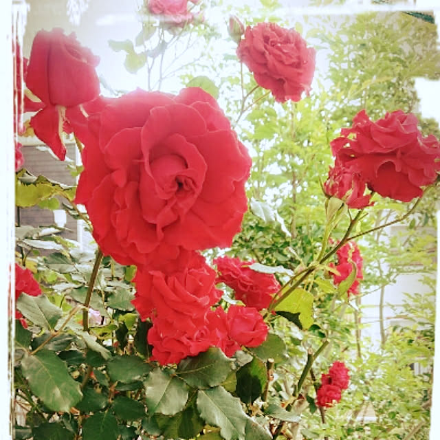 KOMARIN358さんの実例写真