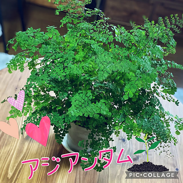 Smilkazuさんの実例写真