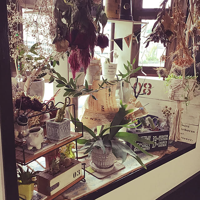 セリア/100均/雑貨/ダイソー/観葉植物...などのインテリア実例 - 2020-09-11 14:21:28