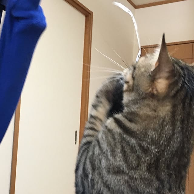 baronkotarouさんの実例写真