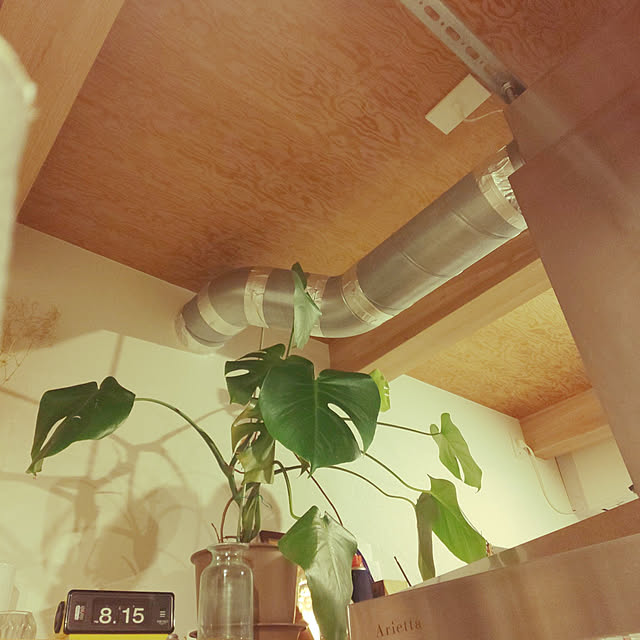 壁/天井/#モンステラのインテリア実例 - 2021-12-01 20:14:17