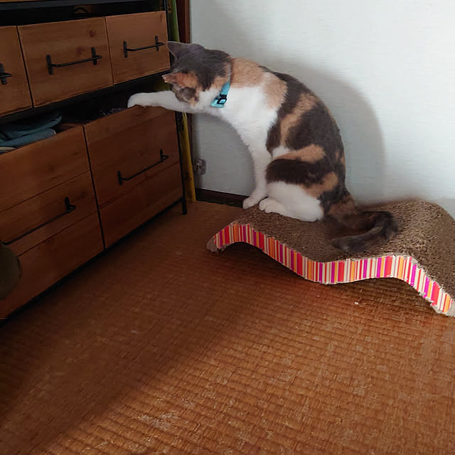 fukuさんの実例写真
