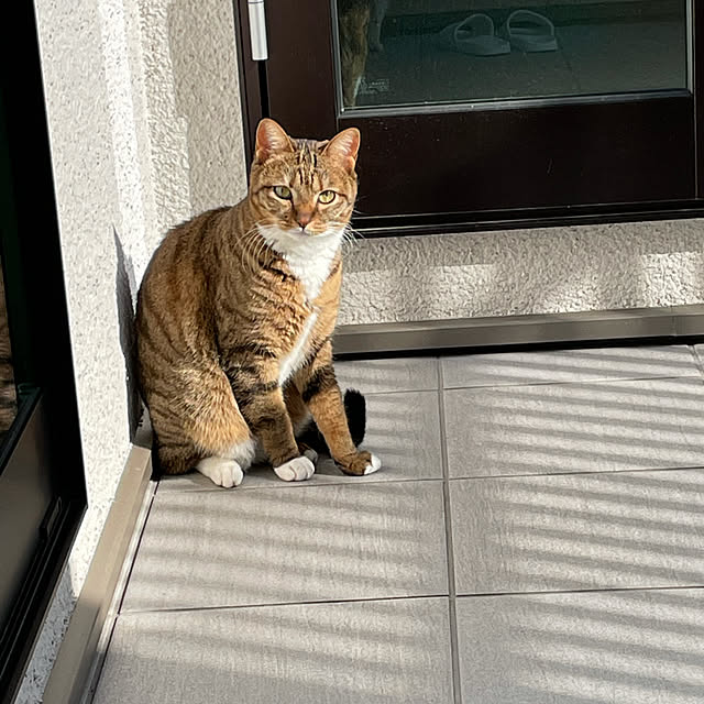 maruさんの実例写真