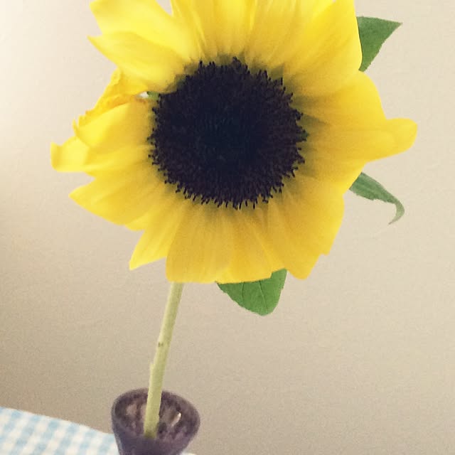 jewelfish_gcさんの実例写真