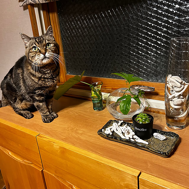 botanさんの部屋