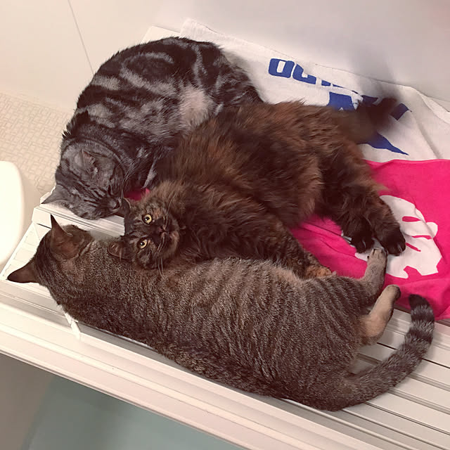 mikomaruさんの実例写真