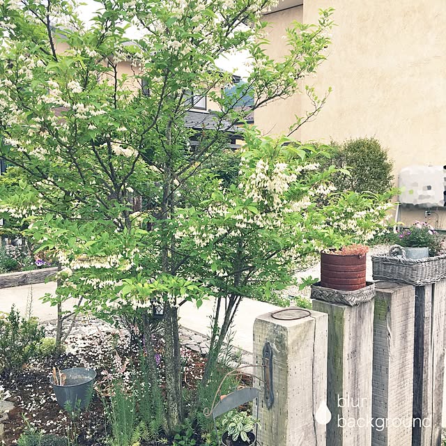 caolinpanさんの実例写真