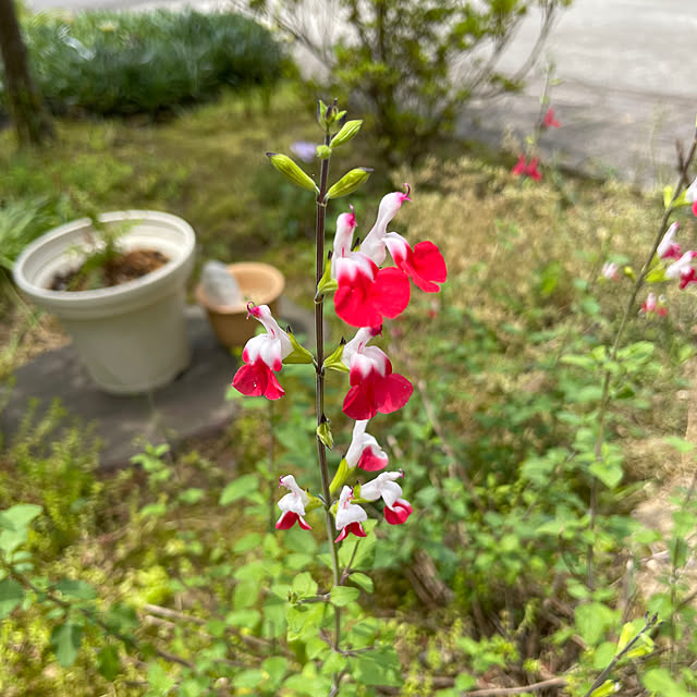 kakoさんの実例写真