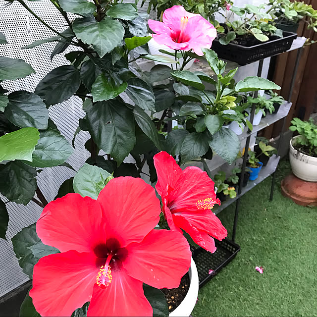 flowerさんの実例写真