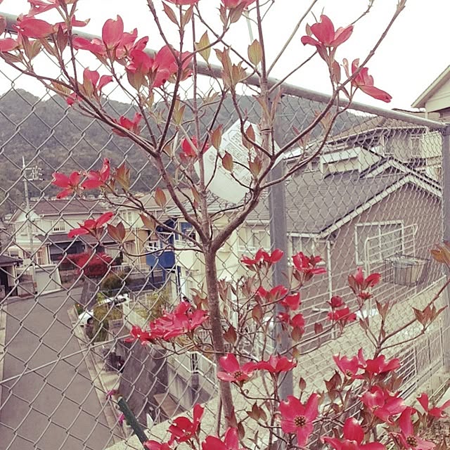 remmyさんの実例写真