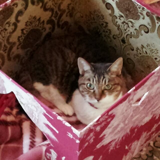 emmyyさんの実例写真