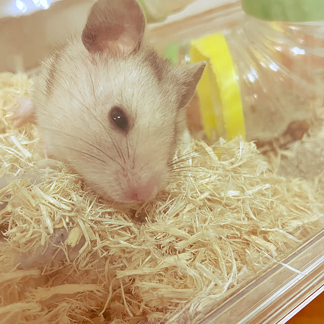 hiroさんの実例写真