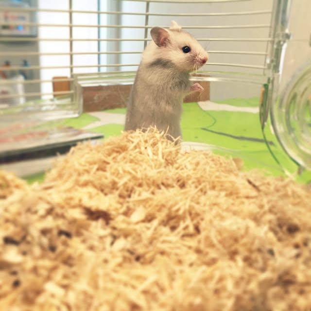 suzyさんの実例写真