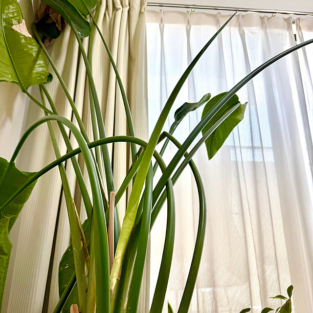 sakura-51さんの部屋