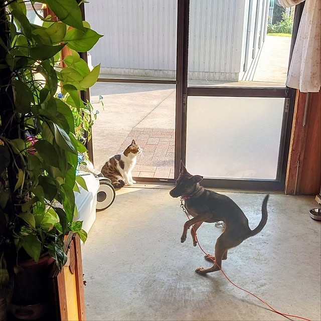 kikuさんの実例写真