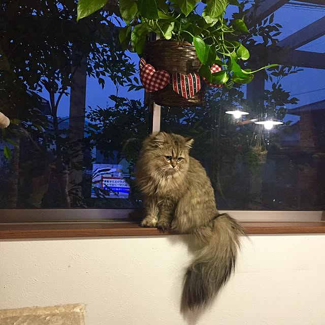 butachanさんの実例写真