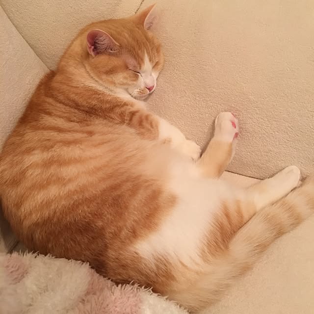 korinkorinさんの実例写真