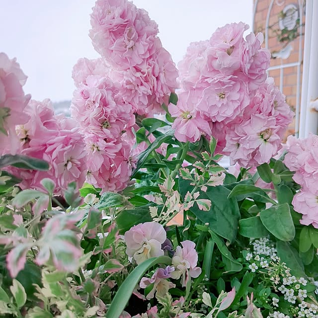 twinkle-butterfly38さんの部屋