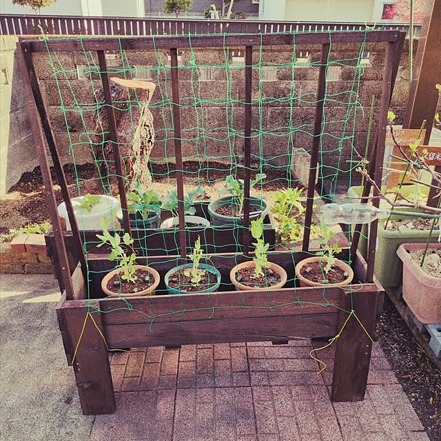 Toraziさんの実例写真