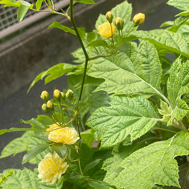 fu-mufumuさんの部屋