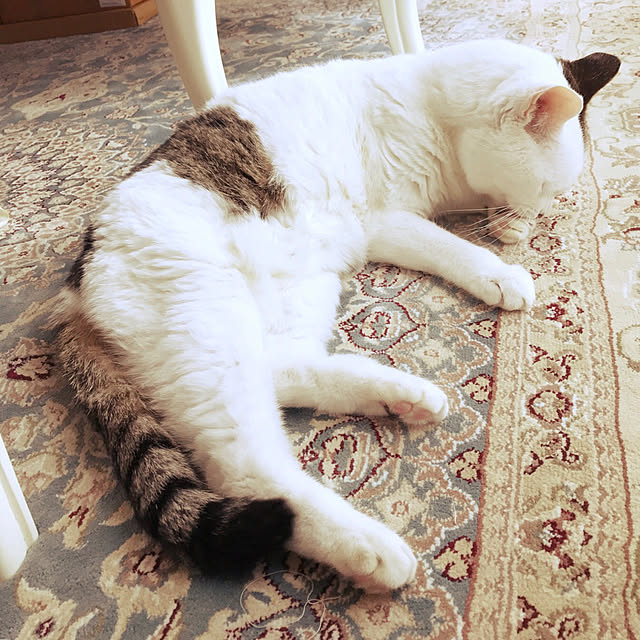 coedodecoさんの実例写真