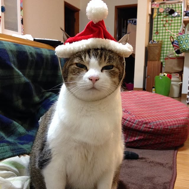 monpさんの実例写真