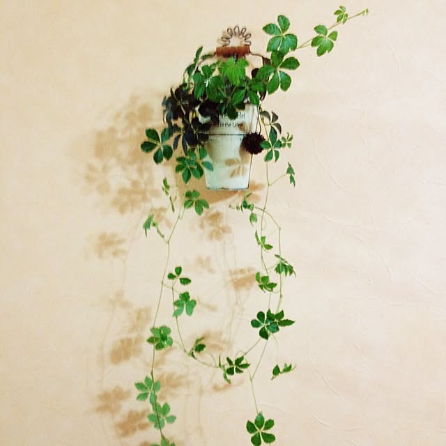mymiさんの実例写真